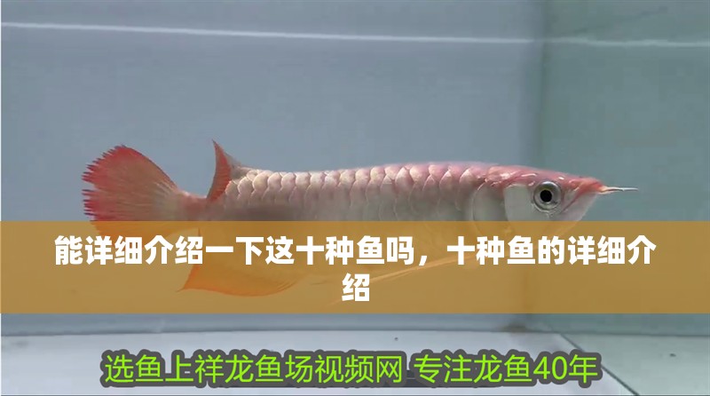 能詳細介紹一下這十種魚嗎，十種魚的詳細介紹