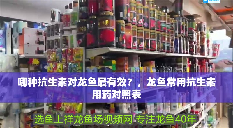 哪種抗生素對龍魚最有效？，龍魚常用抗生素用藥對照表