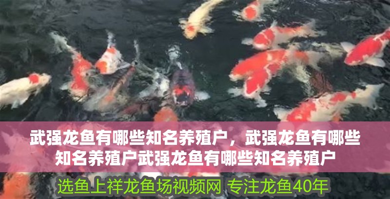 武強龍魚有哪些知名養殖戶，武強龍魚有哪些知名養殖戶武強龍魚有哪些知名養殖戶