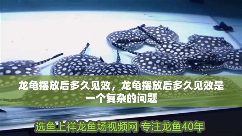 龍龜擺放后多久見效，龍龜擺放后多久見效是一個(gè)復(fù)雜的問題
