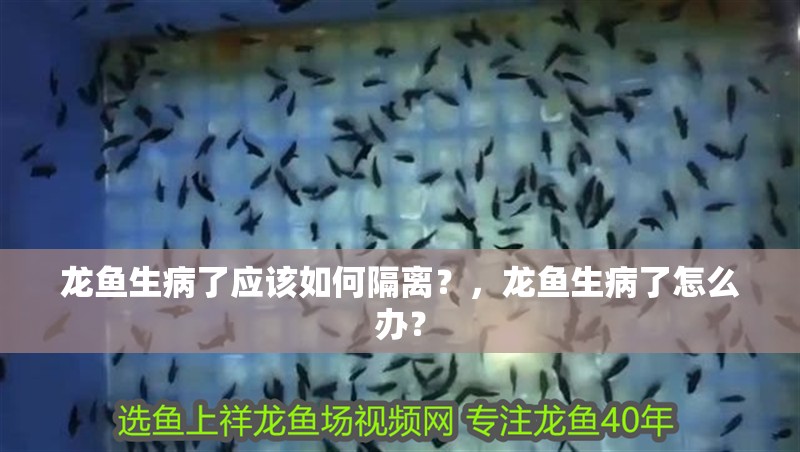 龍魚生病了應該如何隔離？，龍魚生病了怎么辦？