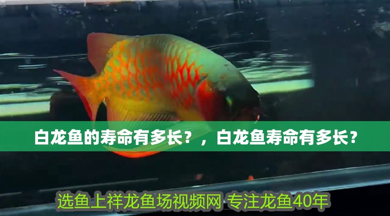 白龍魚的壽命有多長？，白龍魚壽命有多長？