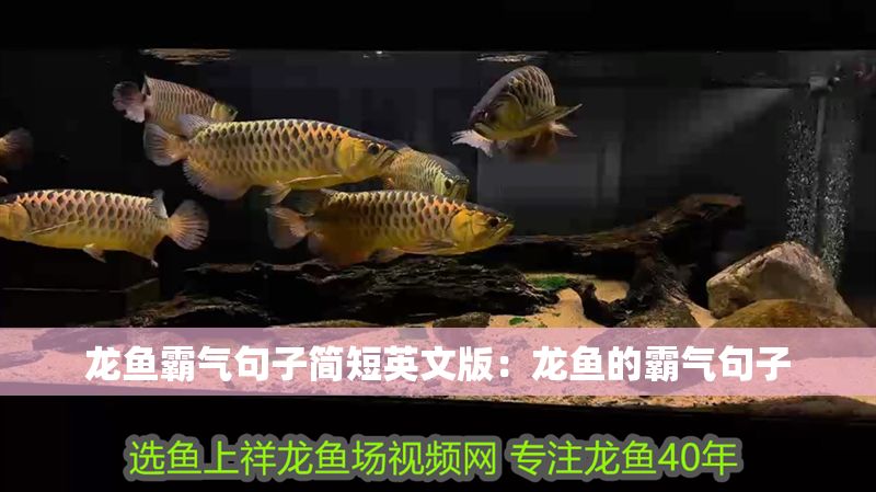 龍魚霸氣句子簡短英文版：龍魚的霸氣句子