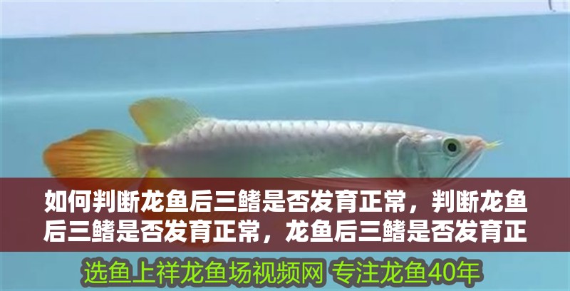 如何判斷龍魚后三鰭是否發育正常，判斷龍魚后三鰭是否發育正常，龍魚后三鰭是否發育正常