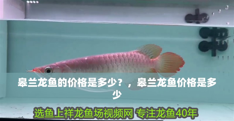 皋蘭龍魚的價格是多少？，皋蘭龍魚價格是多少