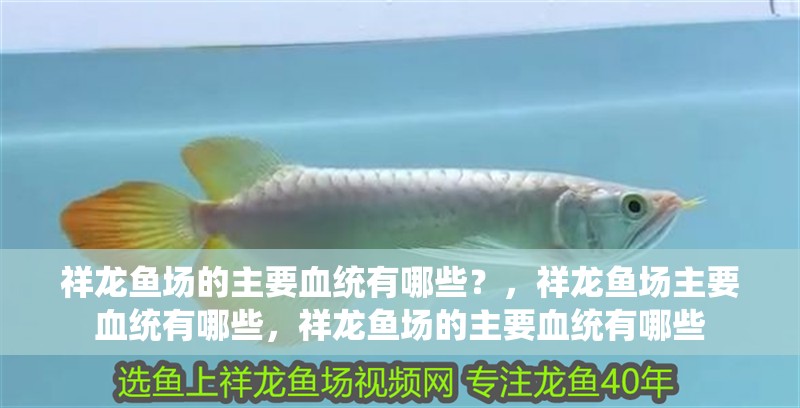 祥龍魚場的主要血統有哪些？，祥龍魚場主要血統有哪些，祥龍魚場的主要血統有哪些