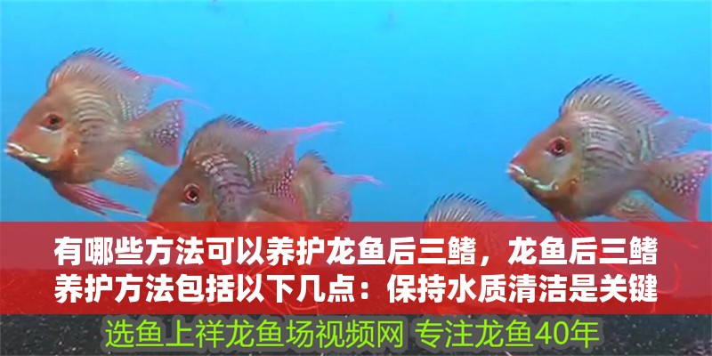 有哪些方法可以養(yǎng)護(hù)龍魚后三鰭，龍魚后三鰭養(yǎng)護(hù)方法包括以下幾點：保持水質(zhì)清潔是關(guān)鍵