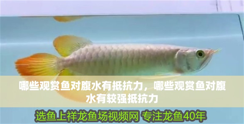 哪些觀賞魚對腹水有抵抗力，哪些觀賞魚對腹水有較強抵抗力