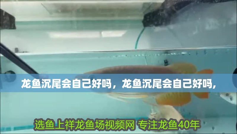 龍魚沉尾會自己好嗎，龍魚沉尾會自己好嗎,
