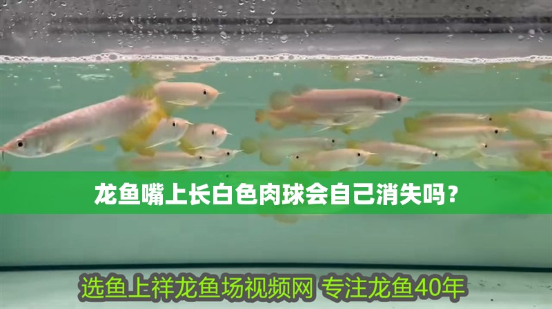 龍魚嘴上長白色肉球會自己消失嗎？