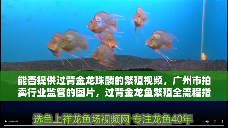 能否提供過背金龍珠麟的繁殖視頻，廣州市拍賣行業監管的圖片，過背金龍魚繁殖全流程指南