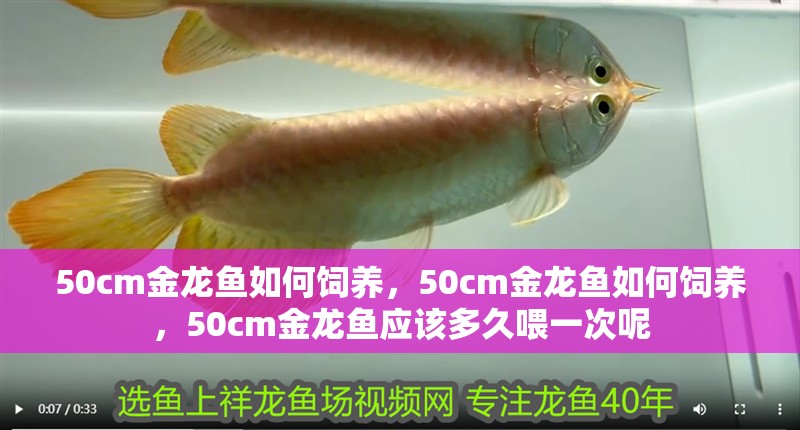 50cm金龍魚如何飼養，50cm金龍魚如何飼養，50cm金龍魚應該多久喂一次呢