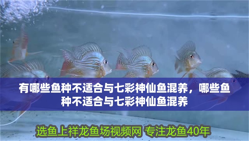 有哪些魚種不適合與七彩神仙魚混養，哪些魚種不適合與七彩神仙魚混養