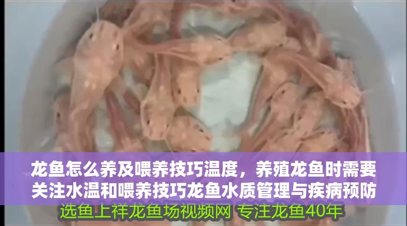龍魚怎么養(yǎng)及喂養(yǎng)技巧溫度，養(yǎng)殖龍魚時需要關(guān)注水溫和喂養(yǎng)技巧龍魚水質(zhì)管理與疾病預(yù)防技巧