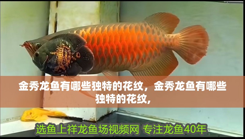 金秀龍魚(yú)有哪些獨(dú)特的花紋，金秀龍魚(yú)有哪些獨(dú)特的花紋,