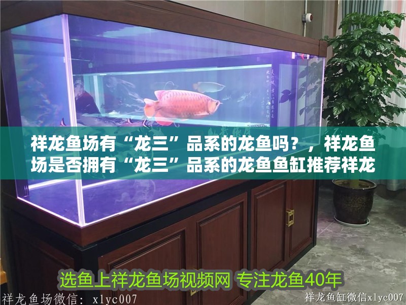 祥龍魚場有“龍三”品系的龍魚嗎？，祥龍魚場是否擁有“龍三”品系的龍魚魚缸推薦祥龍魚場