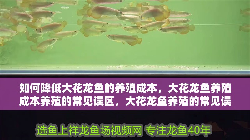 如何降低大花龍魚的養殖成本，大花龍魚養殖成本養殖的常見誤區，大花龍魚養殖的常見誤區