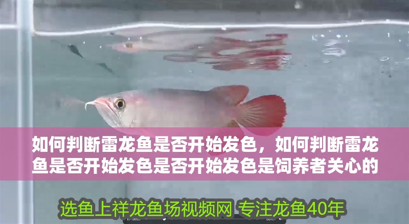 如何判斷雷龍魚是否開始發(fā)色，如何判斷雷龍魚是否開始發(fā)色是否開始發(fā)色是飼養(yǎng)者關(guān)心的問題