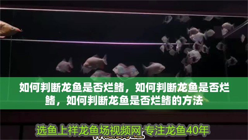 如何判斷龍魚是否爛鰭，如何判斷龍魚是否爛鰭，如何判斷龍魚是否爛鰭的方法