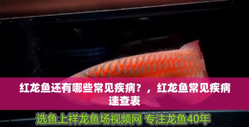紅龍魚還有哪些常見疾?。浚t龍魚常見疾病速查表
