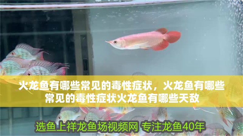 火龍魚有哪些常見的毒性癥狀，火龍魚有哪些常見的毒性癥狀火龍魚有哪些天敵