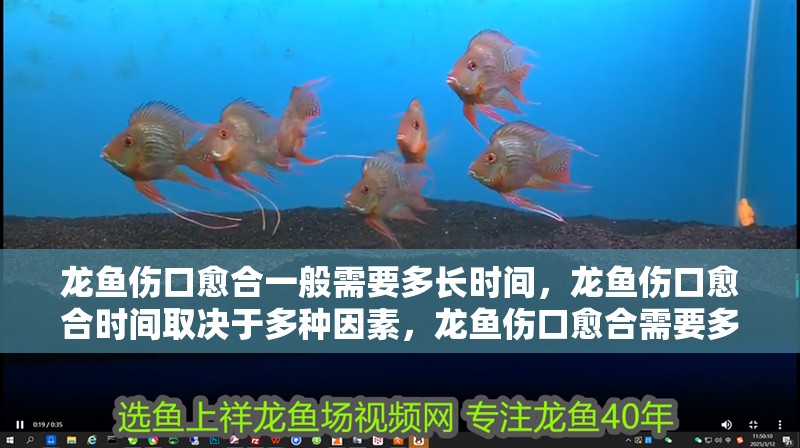 龍魚傷口愈合一般需要多長時間，龍魚傷口愈合時間取決于多種因素，龍魚傷口愈合需要多長時間