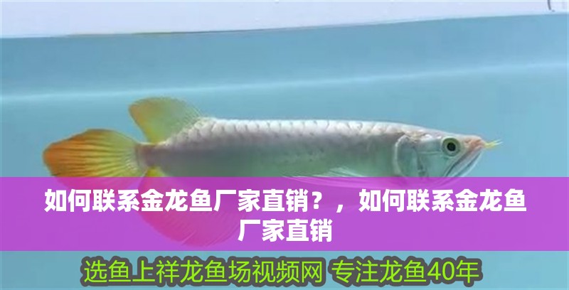 如何聯系金龍魚廠家直銷？，如何聯系金龍魚廠家直銷