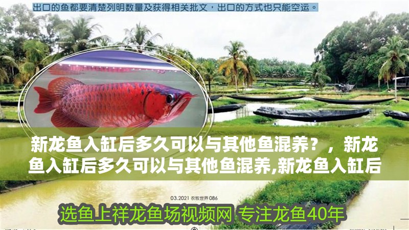 新龍魚入缸后多久可以與其他魚混養？，新龍魚入缸后多久可以與其他魚混養,新龍魚入缸后多久喂食