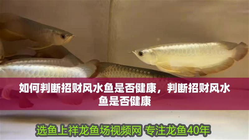 如何判斷招財風水魚是否健康，判斷招財風水魚是否健康