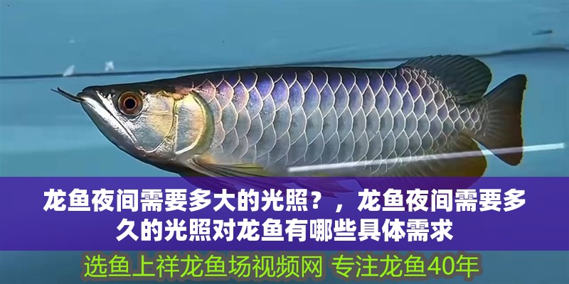 龍魚夜間需要多大的光照？，龍魚夜間需要多久的光照對龍魚有哪些具體需求
