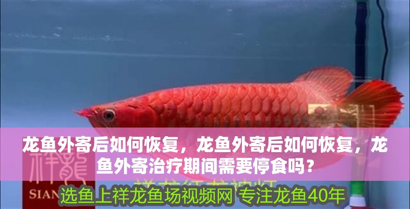 龍魚外寄后如何恢復(fù)，龍魚外寄后如何恢復(fù)，龍魚外寄治療期間需要停食嗎？