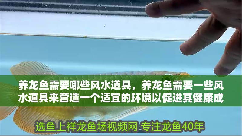 養龍魚需要哪些風水道具，養龍魚需要一些風水道具來營造一個適宜的環境以促進其健康成長