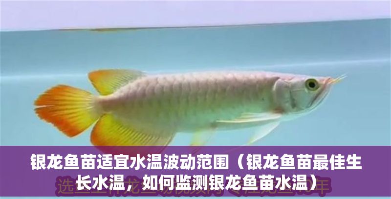 銀龍魚苗適宜水溫波動范圍（銀龍魚苗最佳生長水溫，如何監(jiān)測銀龍魚苗水溫）