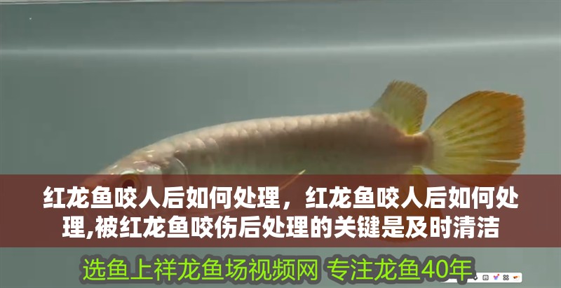 紅龍魚咬人后如何處理，紅龍魚咬人后如何處理,被紅龍魚咬傷后處理的關(guān)鍵是及時清潔