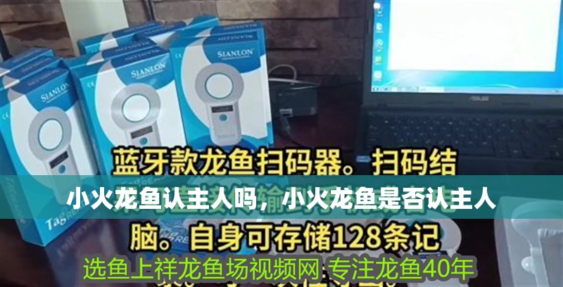 小火龍魚(yú)認(rèn)主人嗎，小火龍魚(yú)是否認(rèn)主人