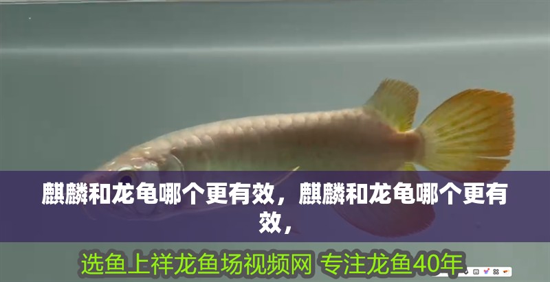 麒麟和龍龜哪個更有效，麒麟和龍龜哪個更有效，