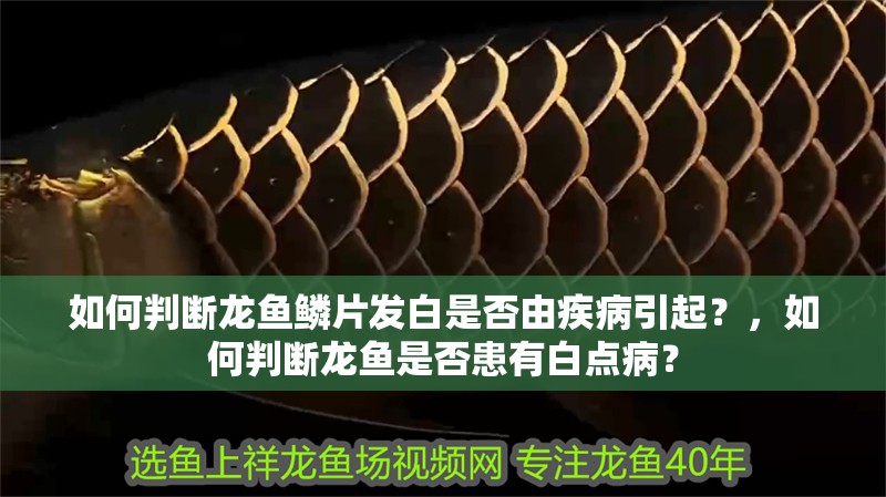 如何判斷龍魚(yú)鱗片發(fā)白是否由疾病引起？，如何判斷龍魚(yú)是否患有白點(diǎn)病？