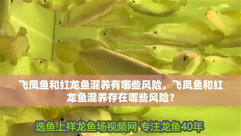 飛鳳魚和紅龍魚混養有哪些風險，飛鳳魚和紅龍魚混養存在哪些風險？