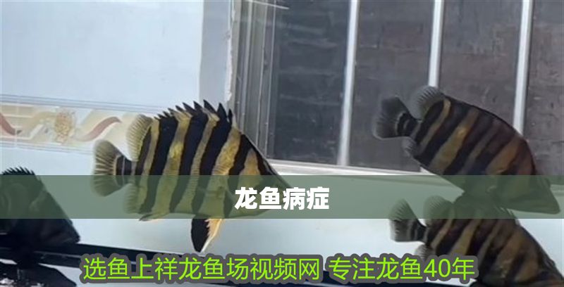 龍魚病癥