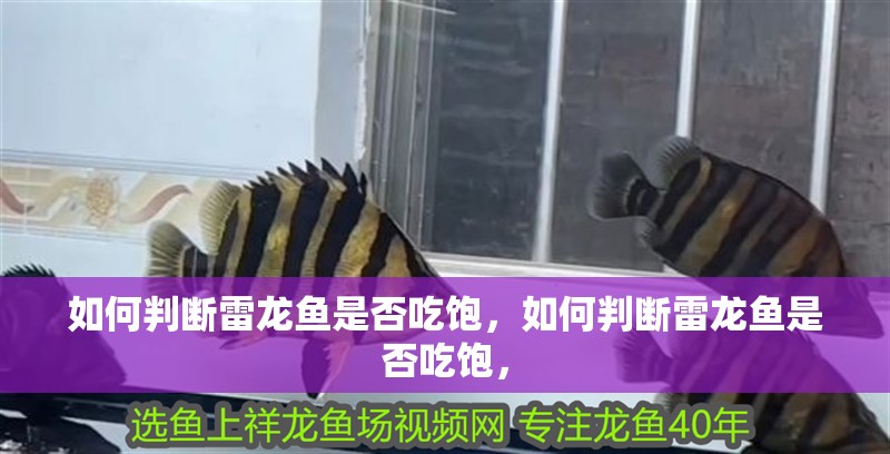 如何判斷雷龍魚是否吃飽，如何判斷雷龍魚是否吃飽，