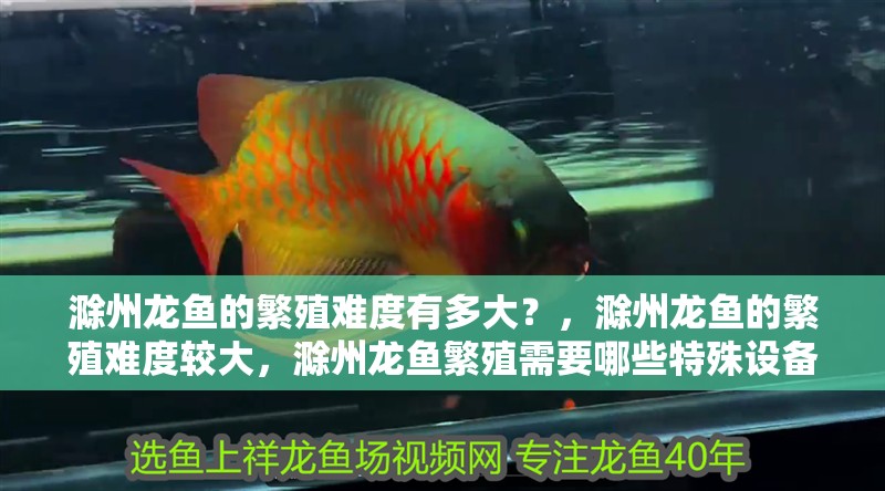 滁州龍魚的繁殖難度有多大？，滁州龍魚的繁殖難度較大，滁州龍魚繁殖需要哪些特殊設備