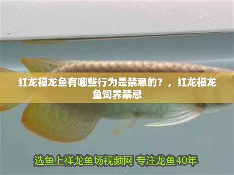 紅龍福龍魚有哪些行為是禁忌的？，紅龍福龍魚飼養(yǎng)禁忌