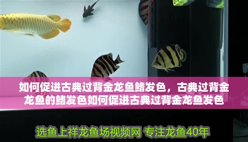 如何促進古典過背金龍魚鰭發(fā)色，古典過背金龍魚的鰭發(fā)色如何促進古典過背金龍魚發(fā)色
