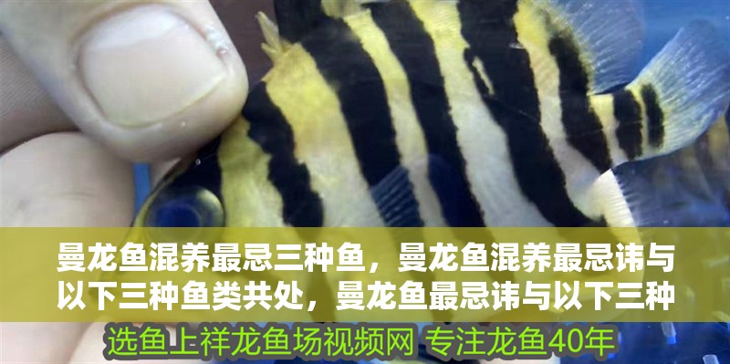 曼龍魚混養(yǎng)最忌三種魚，曼龍魚混養(yǎng)最忌諱與以下三種魚類共處，曼龍魚最忌諱與以下三種魚