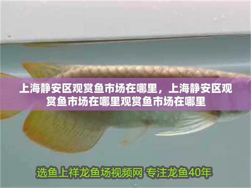 上海靜安區觀賞魚市場在哪里，上海靜安區觀賞魚市場在哪里觀賞魚市場在哪里