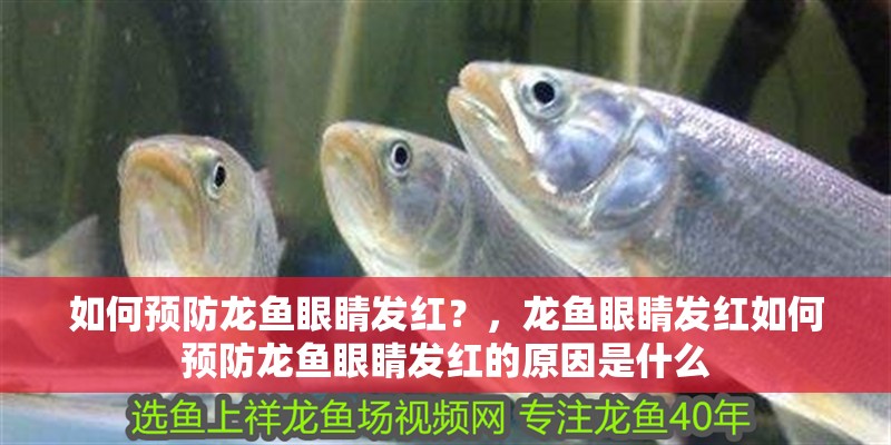 如何預(yù)防龍魚眼睛發(fā)紅？，龍魚眼睛發(fā)紅如何預(yù)防龍魚眼睛發(fā)紅的原因是什么
