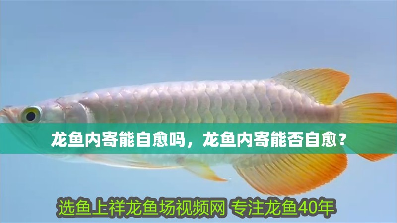 龍魚內寄能自愈嗎，龍魚內寄能否自愈？