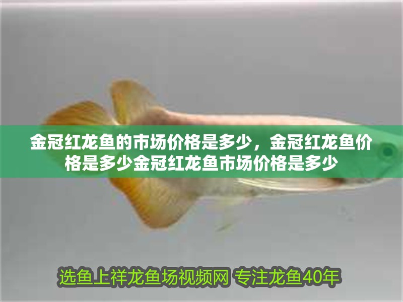 金冠紅龍魚的市場(chǎng)價(jià)格是多少，金冠紅龍魚價(jià)格是多少金冠紅龍魚市場(chǎng)價(jià)格是多少