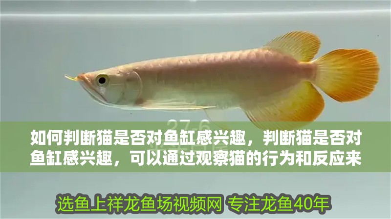 如何判斷貓是否對魚缸感興趣，判斷貓是否對魚缸感興趣，可以通過觀察貓的行為和反應來判斷
