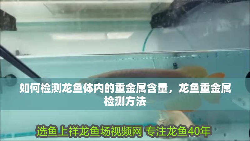 如何檢測龍魚體內的重金屬含量，龍魚重金屬檢測方法